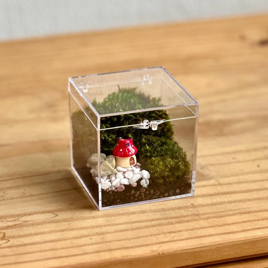 Box Ornamental Moss Closed Terrarium