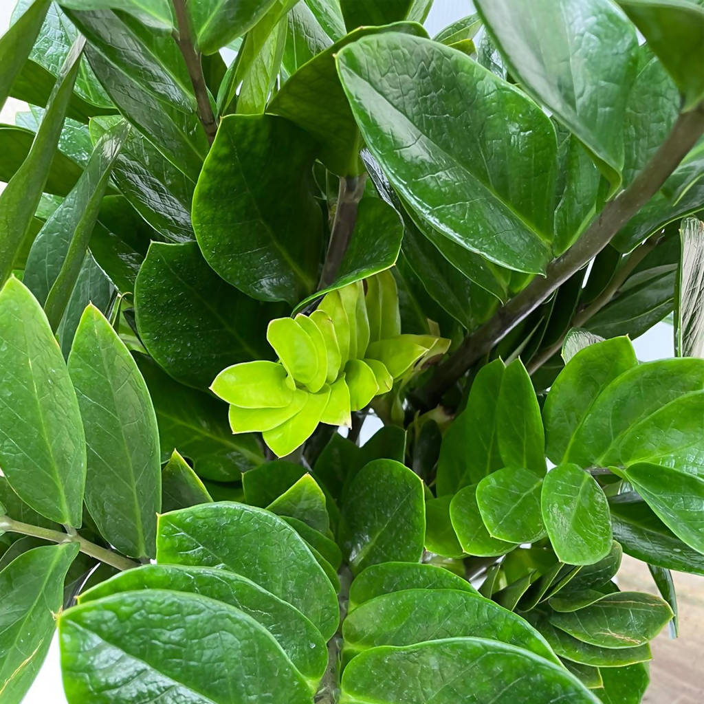 ZZ plant in White High Cylinder Series 39.5cm (1.3m)