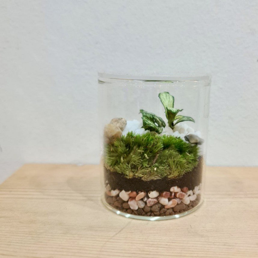 Tranquil Oasis: Closed Ornamental Miniature Forest Glass Cylinder