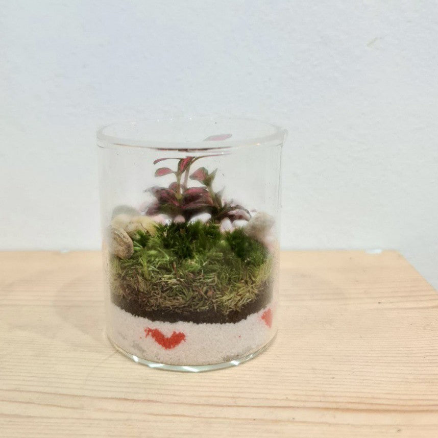 Tranquil Oasis: Closed Ornamental Miniature Forest Glass Cylinder