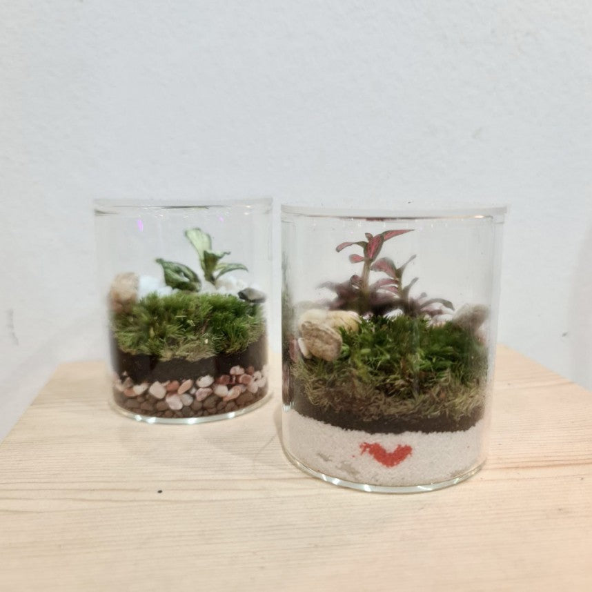 Tranquil Oasis: Closed Ornamental Miniature Forest Glass Cylinder