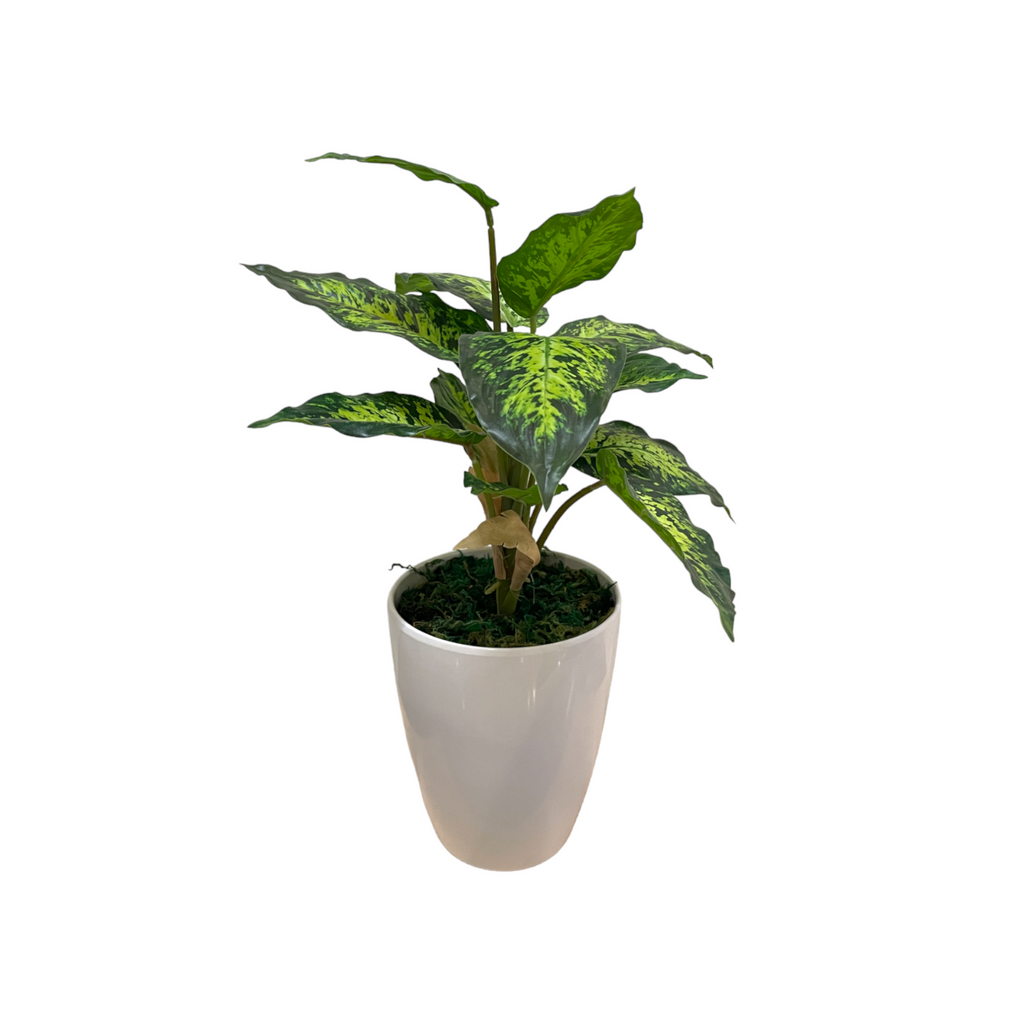 Artificial Dieffenbachia Sublime in Pot (0.4m)