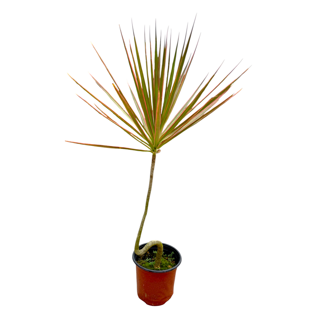Dracaena marginata 'Tricolor' [Curved Stem], Madagascar Dragon Tree 五彩千年木 (0.85m)