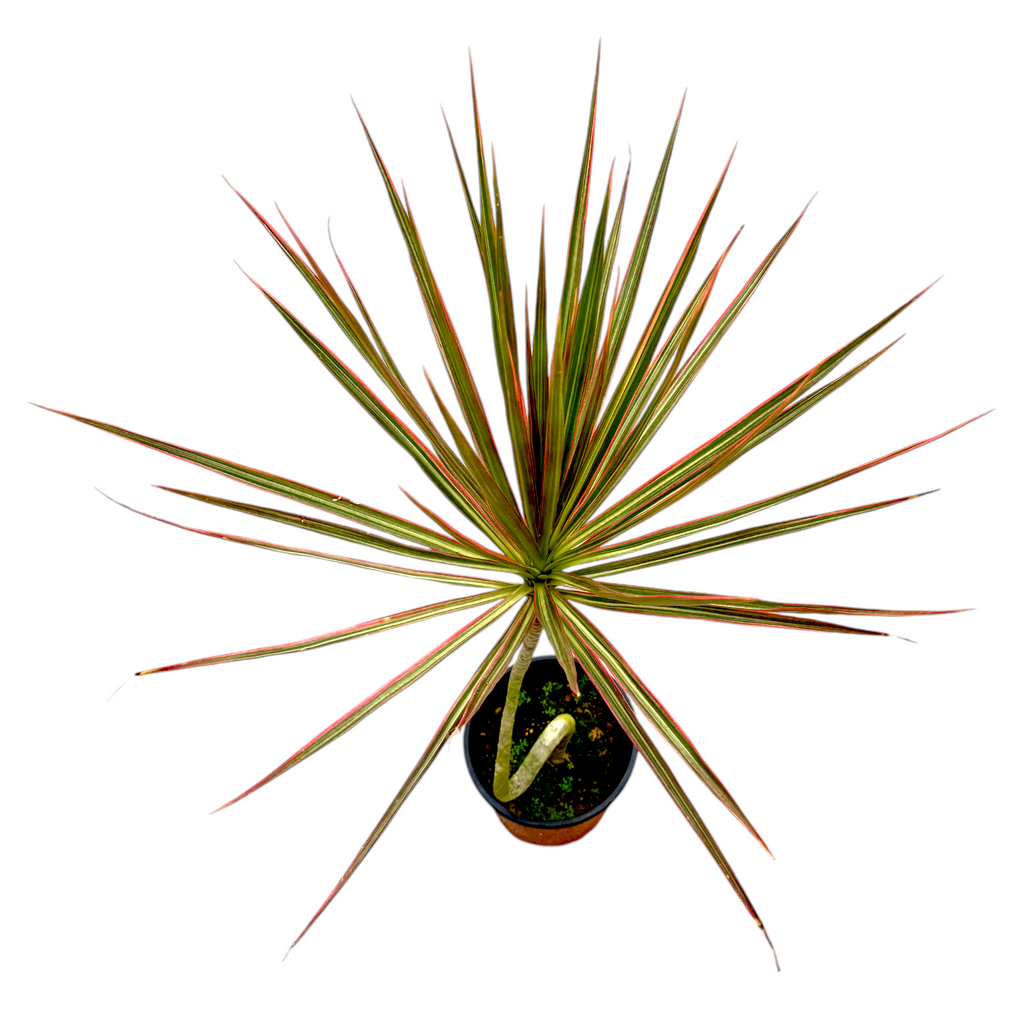 Dracaena marginata 'Tricolor' [Curved Stem], Madagascar Dragon Tree 五彩千年木 (0.85m)