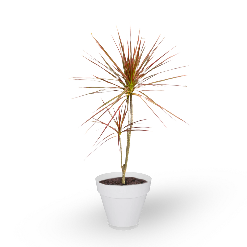 Dracaena Marginata in White Loft Urban Round (0.7m)