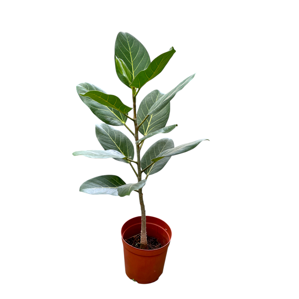 Ficus benghalensis, Ficus Audrey 日本富贵榕 (0.9m)