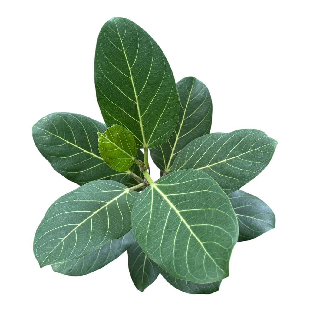 Ficus benghalensis, Ficus Audrey 日本富贵榕 (0.9m)