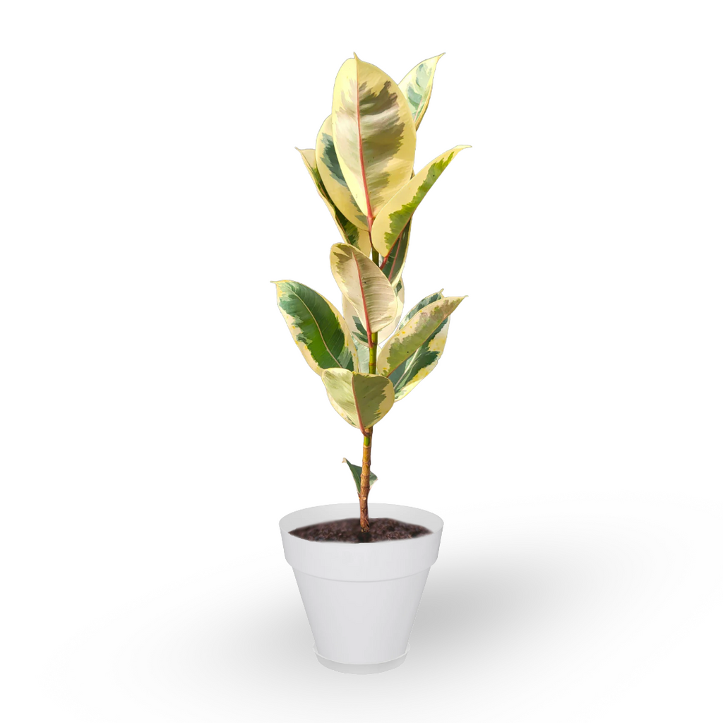 Ficus Elastica 'Tineke' in White Loft Urban Round (0.7m)