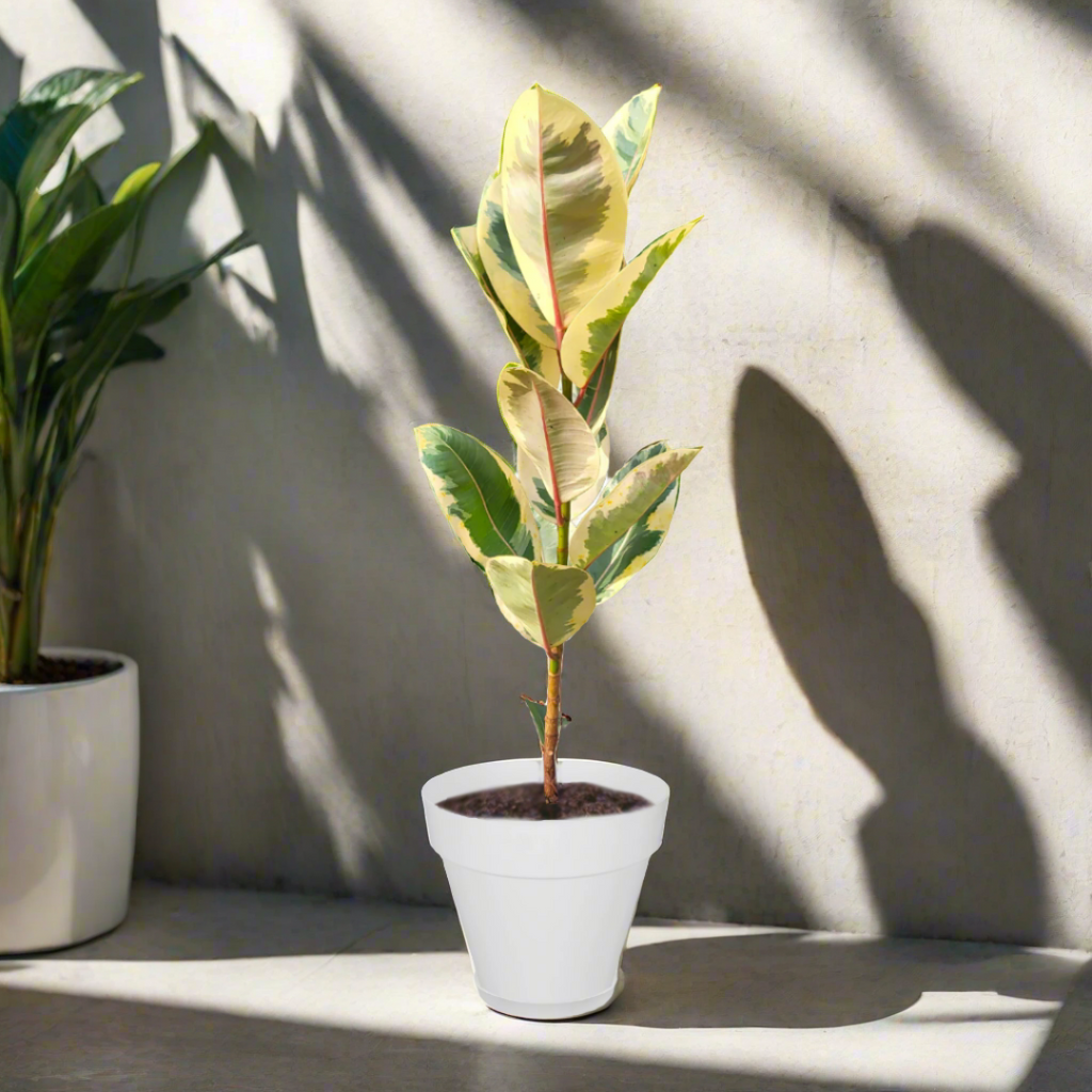 Ficus Elastica 'Tineke' in White Loft Urban Round (0.7m)