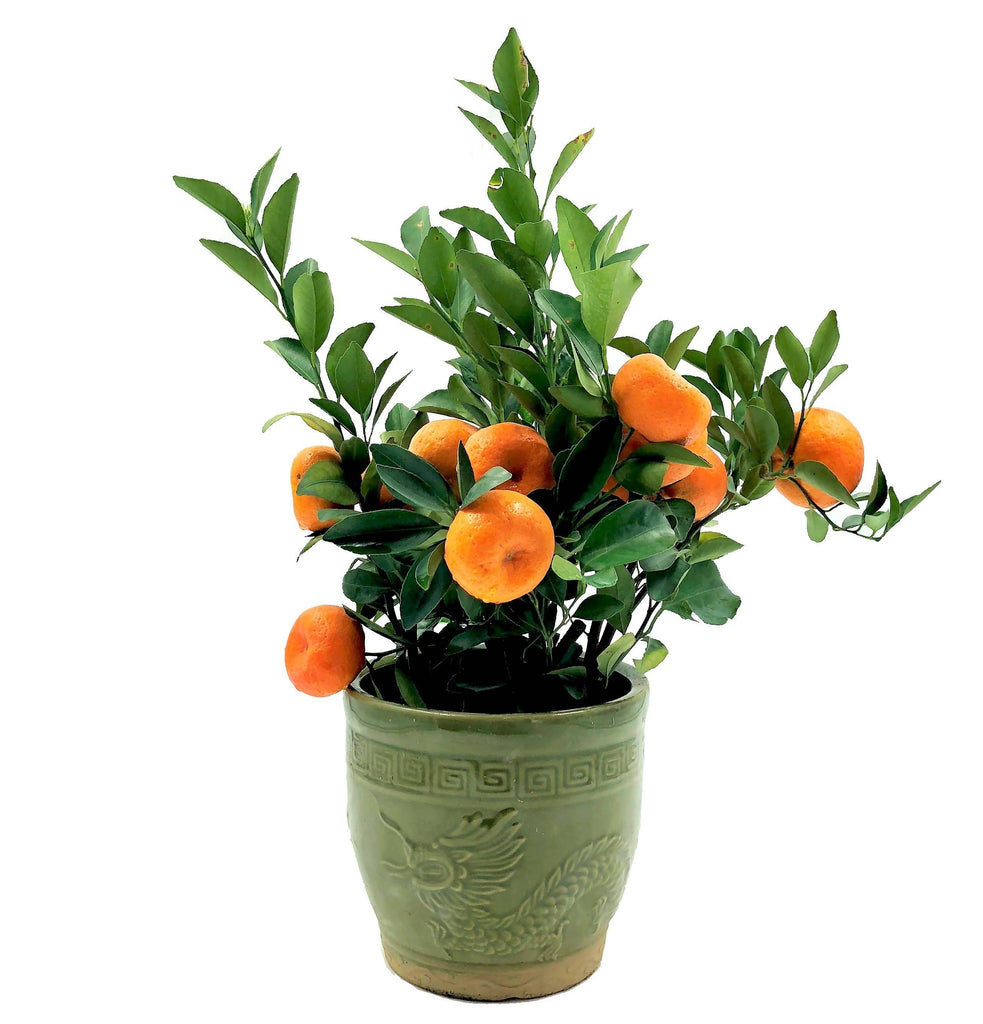 [PRE- ORDER] Citrus reticulata, Mandarin Orange 朱砂桔 in 7 Inch Pot (0.30-0.40mH)