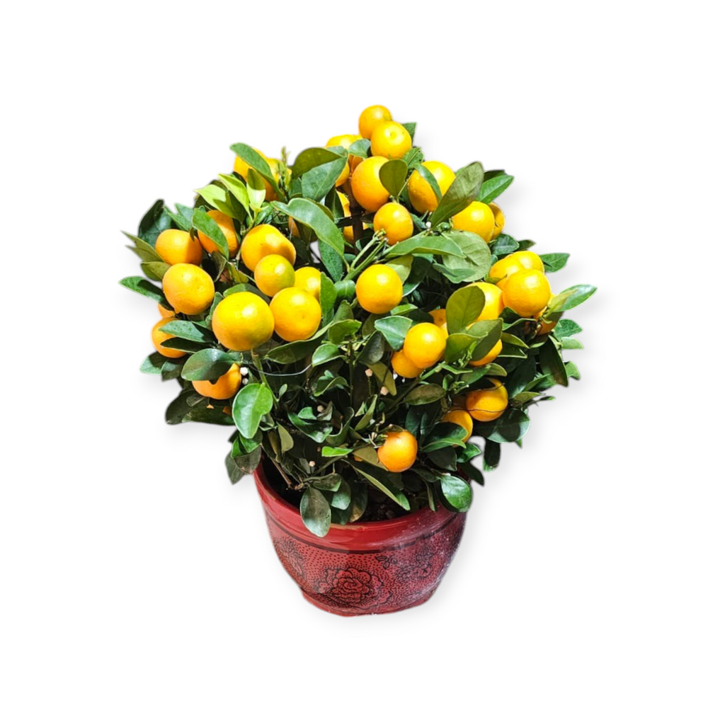 [PRE-ORDER] Four Season Lime 四季桔 in 8 Inch Pot (0.4m - 0.5m)