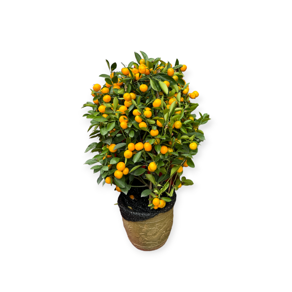 [PRE-ORDER] Four Season Lime 四季桔 in 9 Inch Pot (0.6m - 0.8m)