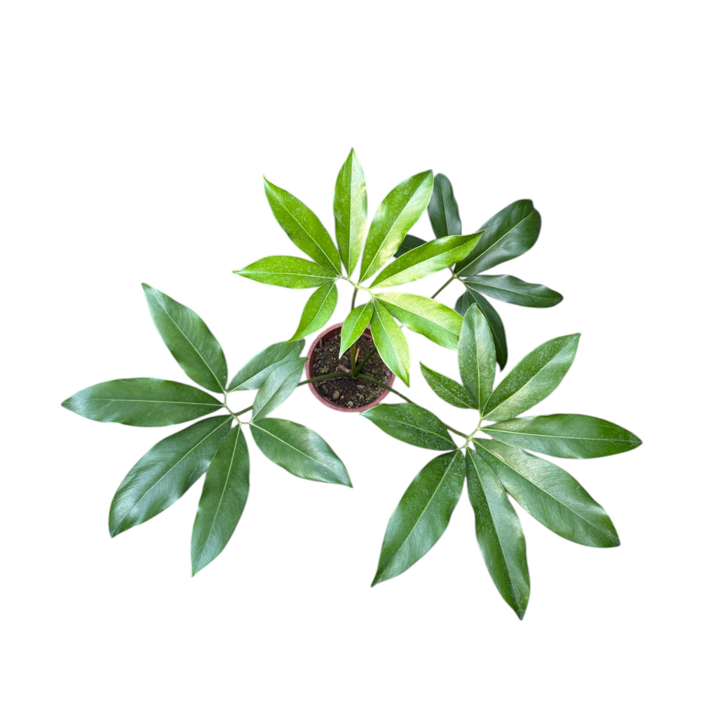 Philodendron Goeldii, Fun Bun (0.65m)