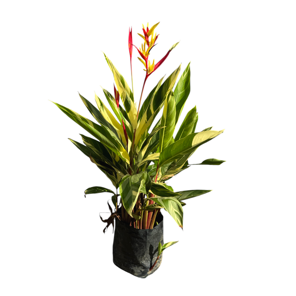 Heliconia Variegated in bag (0.8m)