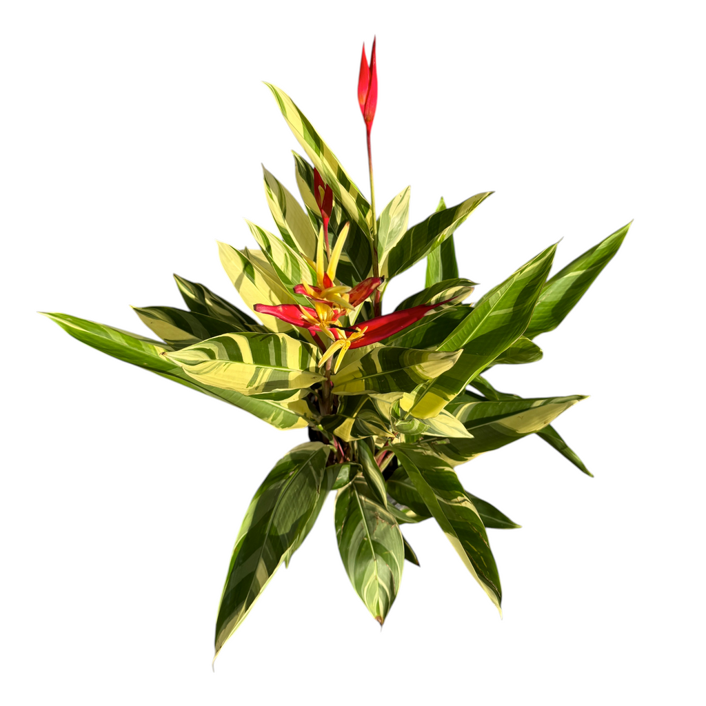 Tropical plant, named Heliconia variegated with red flowers and green leaves on a white background