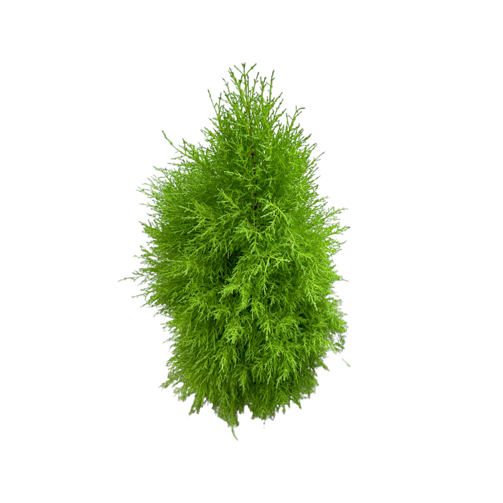 Cupressus Macrocarpa 'Gold Crest' (1.1m)