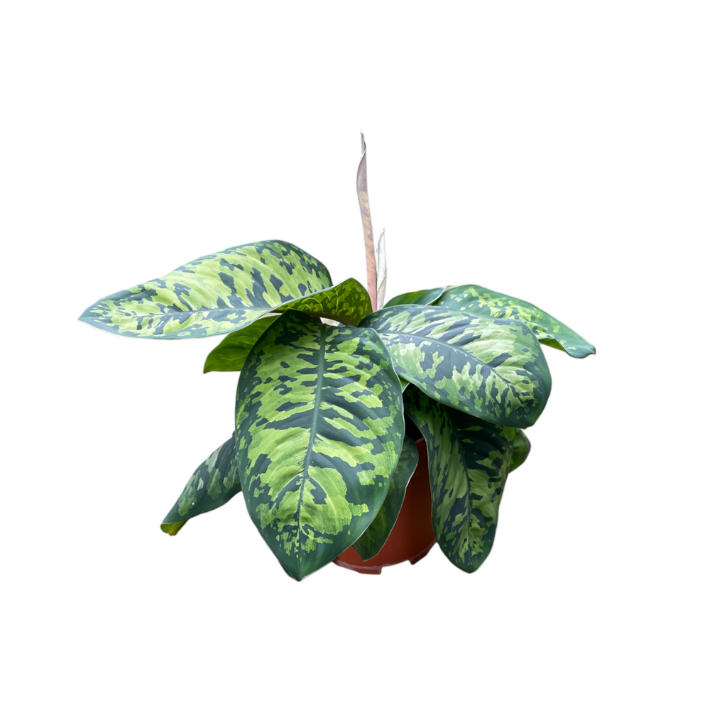 Homalomena Wallisii 'Army', Spearhead Plant, Jewel Aroid (0.25m)