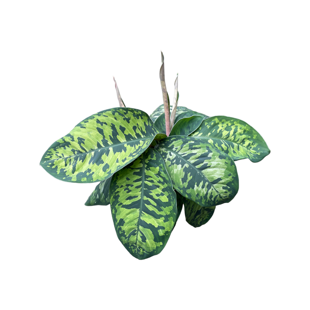 Homalomena Wallisii 'Army', Spearhead Plant, Jewel Aroid (0.25m)