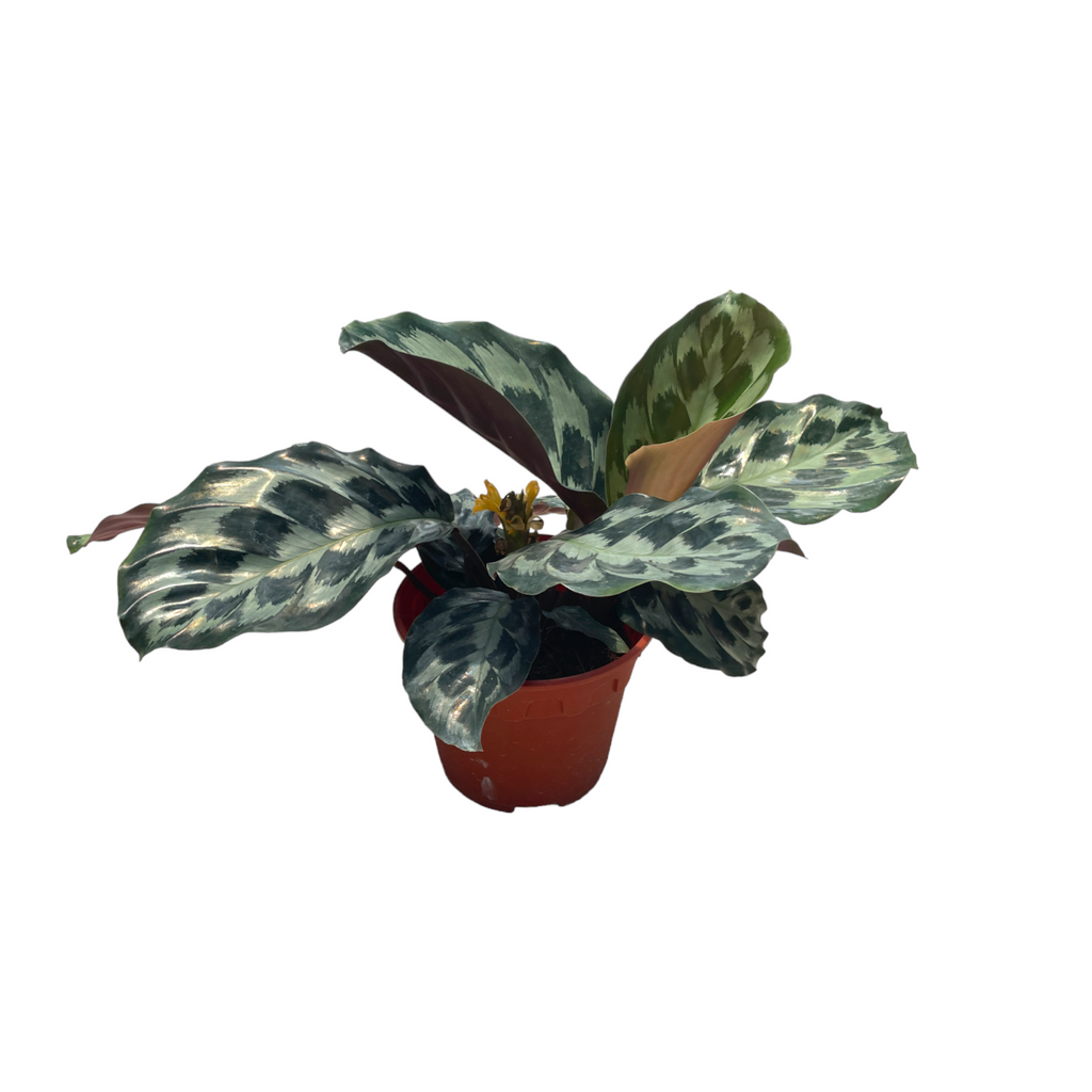 Calathea 'Helen Kennedy' (0.25m)