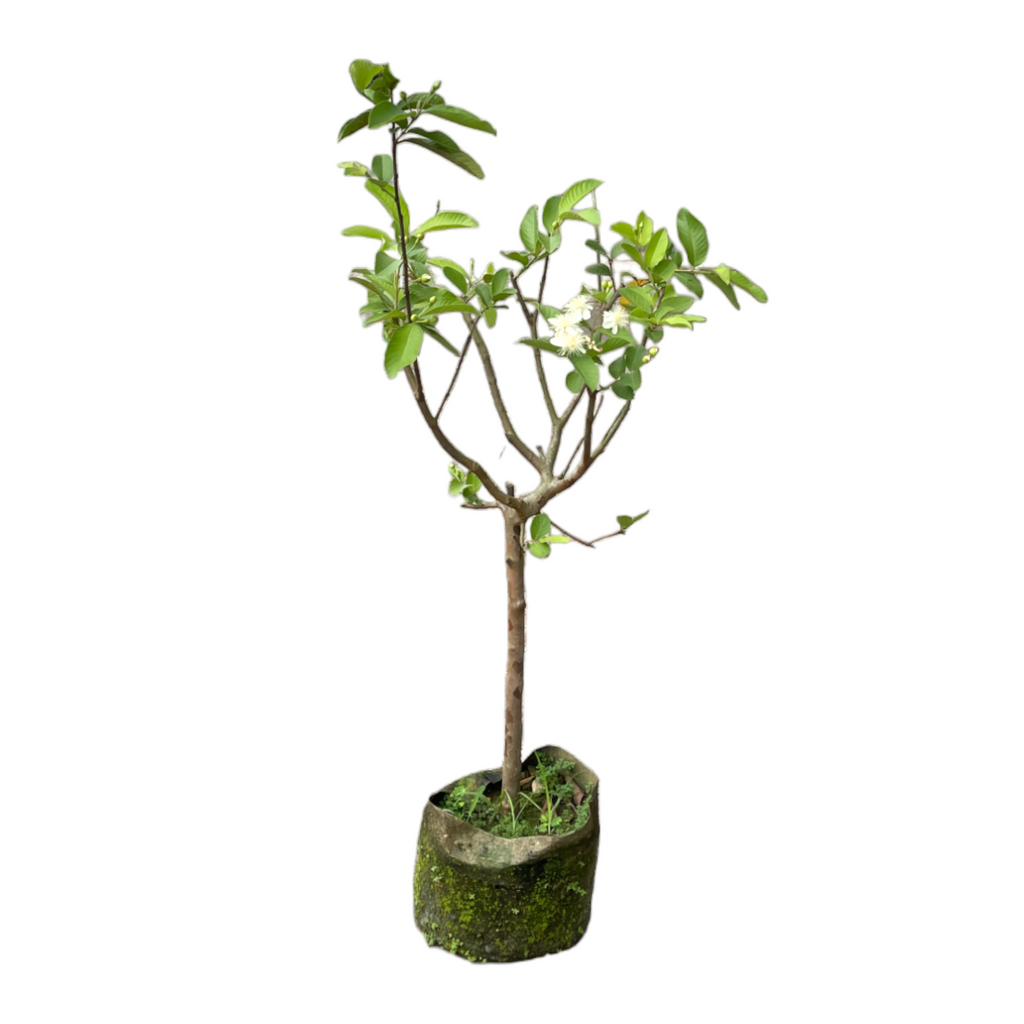 Psidium guajava, Guava Plant in bag (1.4m)