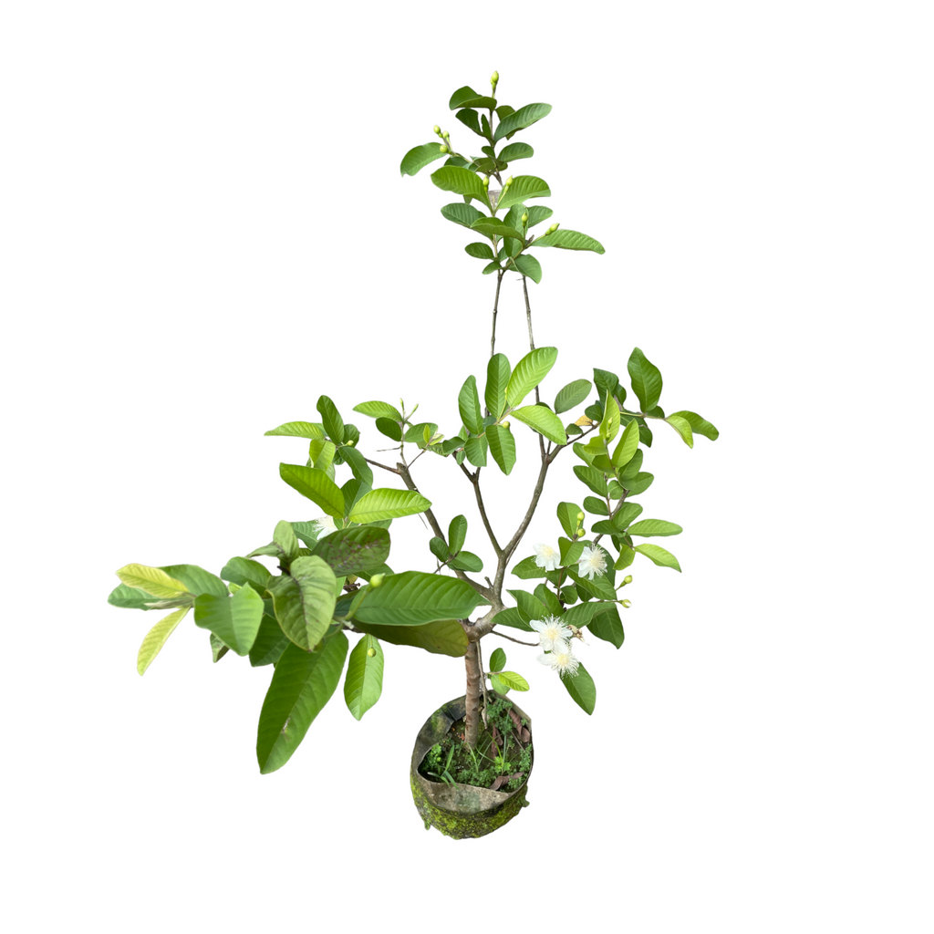 Psidium guajava, Guava Plant in bag (1.4m)