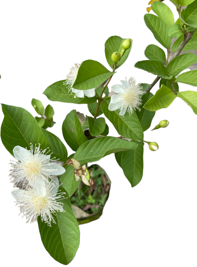 Psidium guajava, Guava Plant in bag (1.4m)