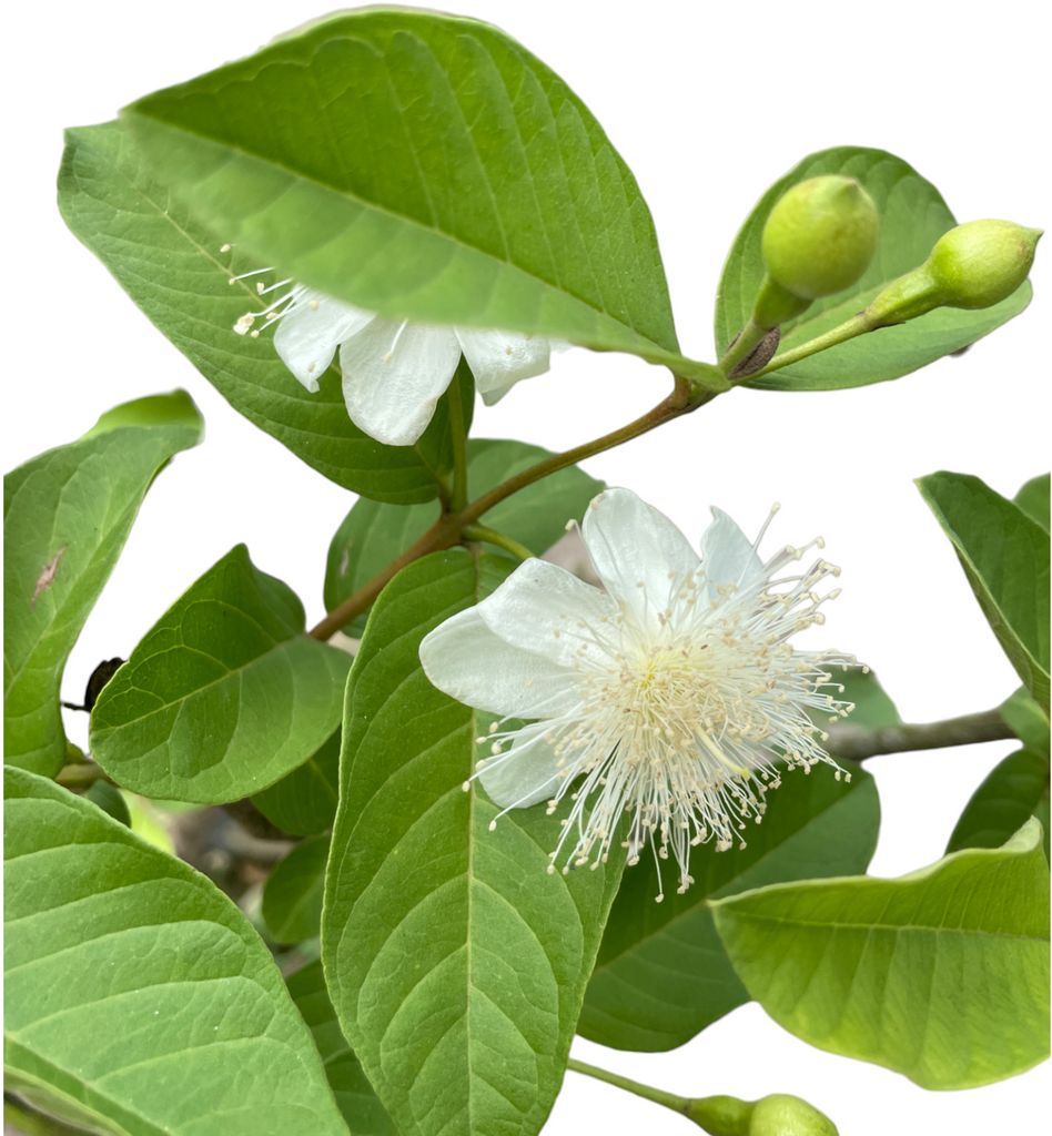 Psidium guajava, Guava Plant in bag (1.4m)