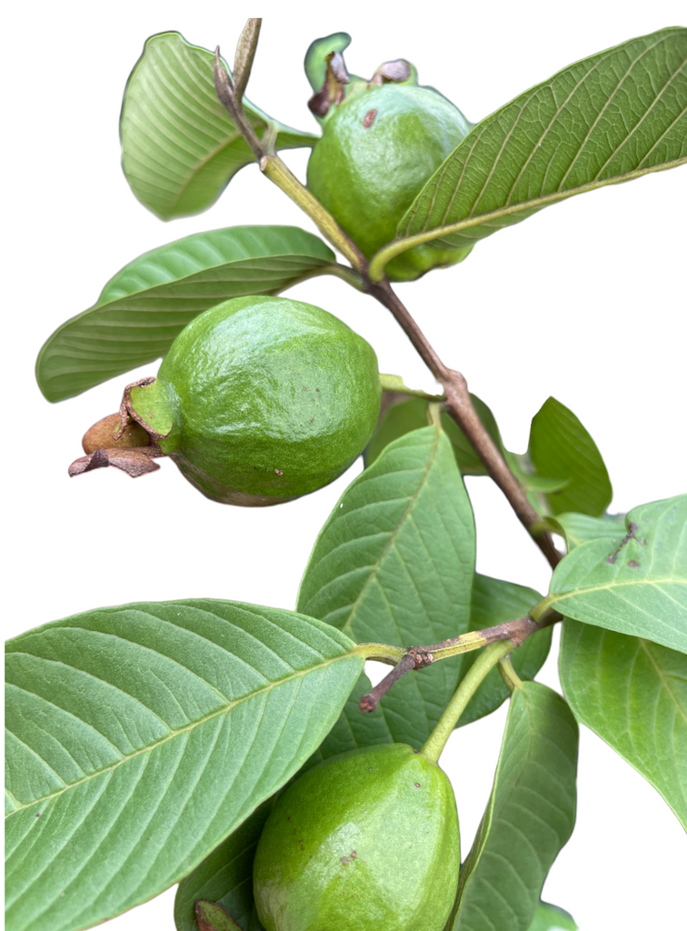 Psidium guajava, Guava Plant in bag (1.4m)