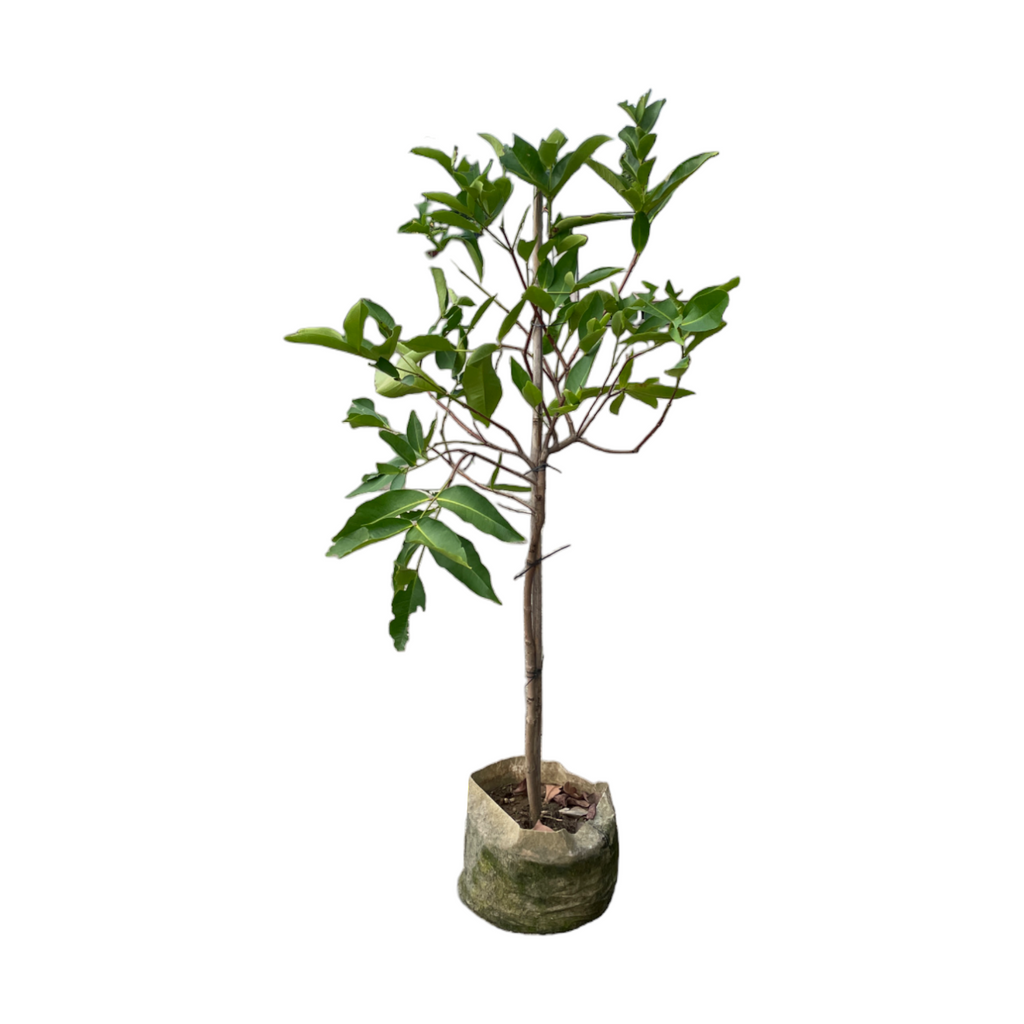 Syzygium samarangense, Jambu Air Mawar, Java Apple, Makopa in bag (1.4m)
