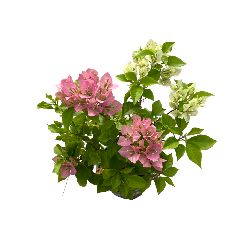 Grafter Bougainvillea, Multi-Colour, Paper Flower (0.45m)