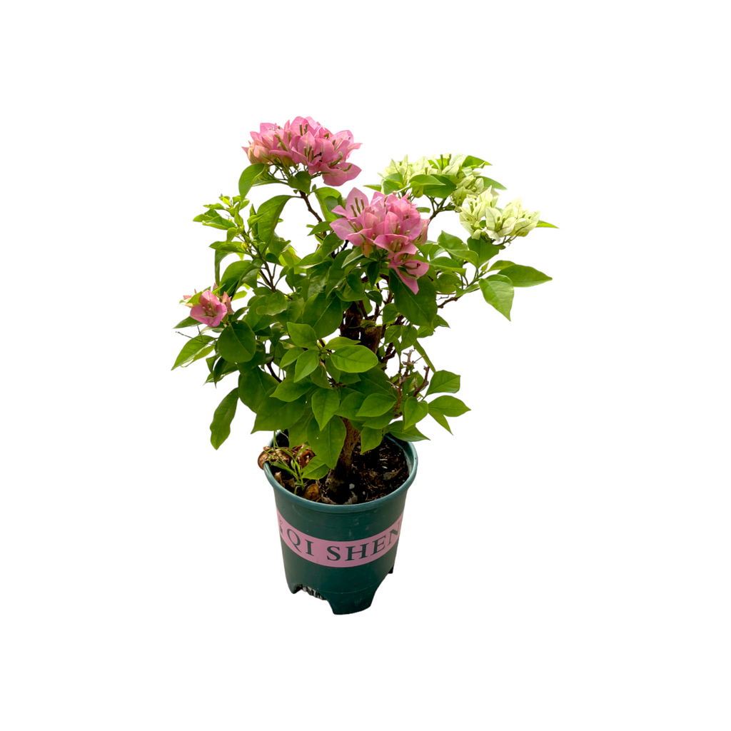 Grafter Bougainvillea, Multi-Colour, Paper Flower (0.45m)