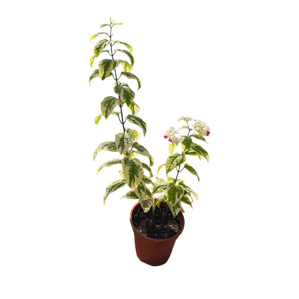 Clerodendrum thomsoniae 'Variegatum', Bleeding Heart Vine (0.70m)