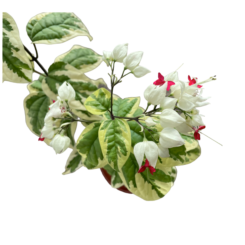 Clerodendrum thomsoniae 'Variegatum', Bleeding Heart Vine (0.70m)