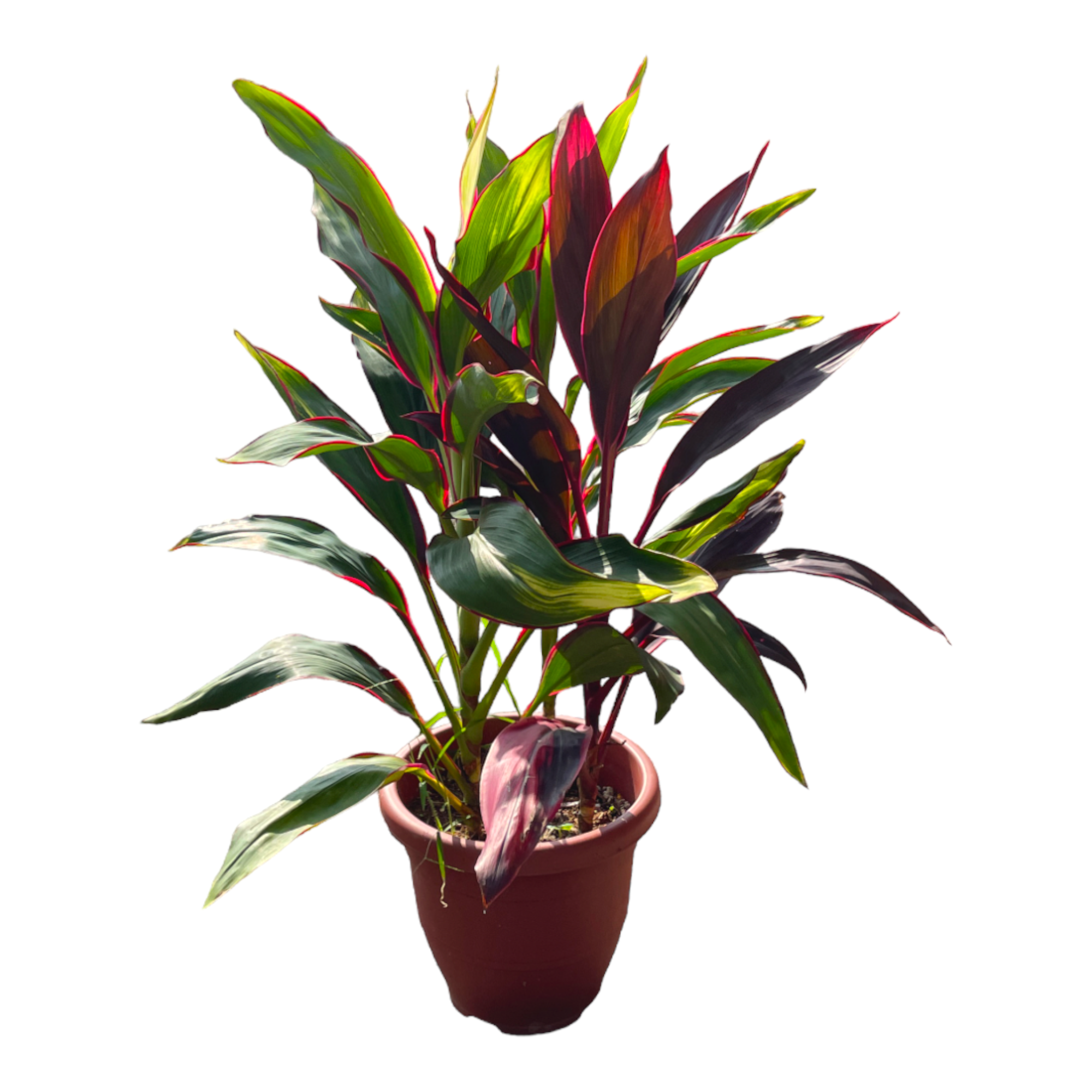 Cordyline fruticosa deals