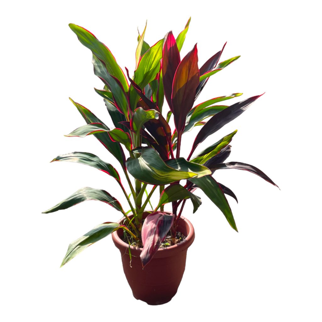 Cordyline Fruticosa (0.8m)