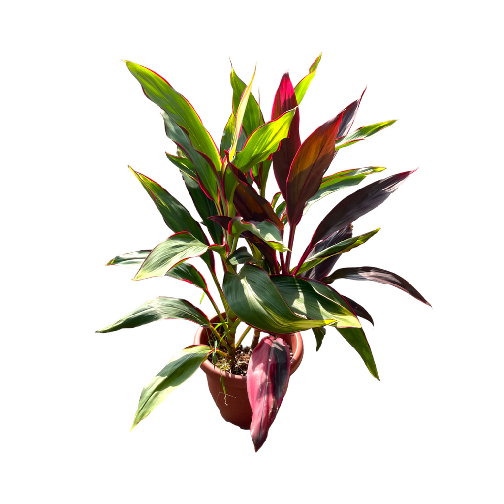 Cordyline Fruticosa (0.8m)