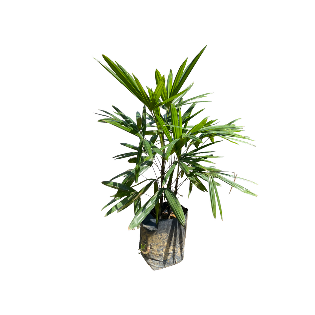 Rhapis excelsa, Lady Palm in bag (0.7m)