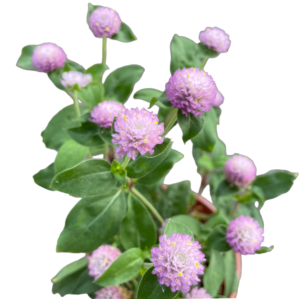 Gomphrena globosa 'Audray Pink' (0.30mH)