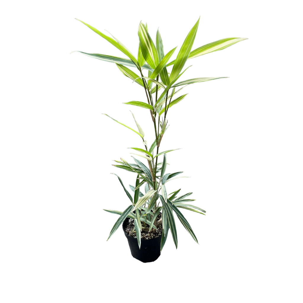 Bambusa multiplex, Hedge Bamboo, Chinese Dwarf Bamboo (0.5m)