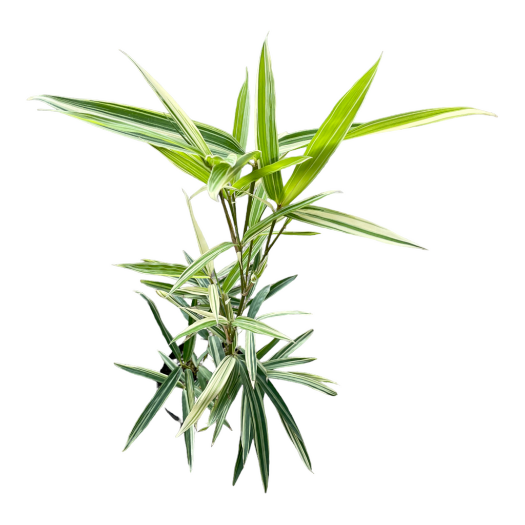 Bambusa multiplex, Hedge Bamboo, Chinese Dwarf Bamboo (0.5m)