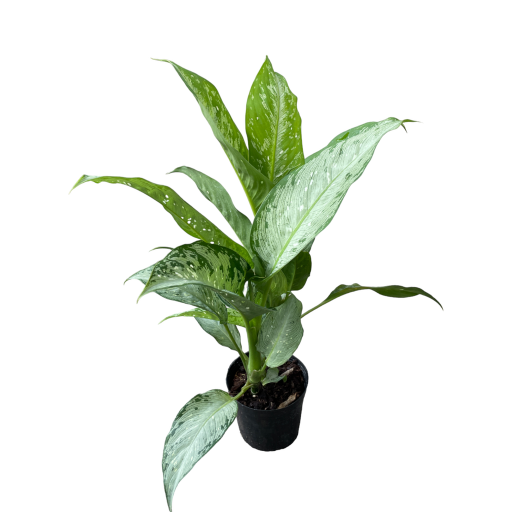 Dieffenbachia Americano, Dumbcane (0.4m)