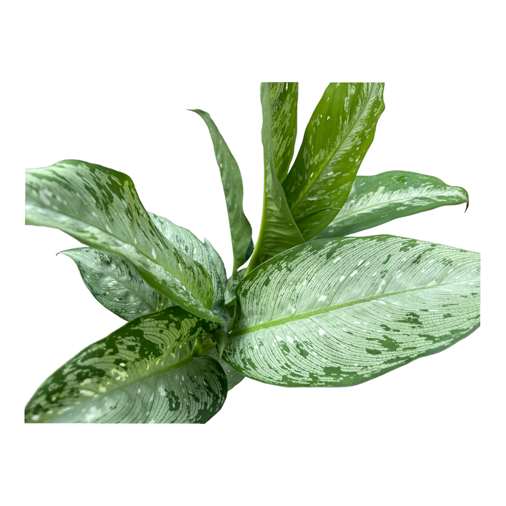 Dieffenbachia Americano, Dumbcane (0.4m)