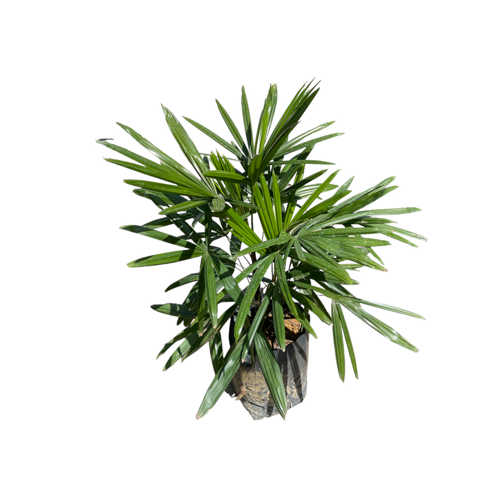 Rhapis excelsa, Lady Palm in bag (0.7m)