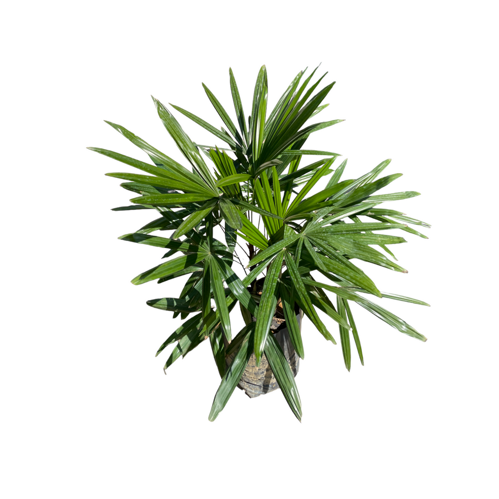 Rhapis excelsa, Lady Palm in bag (0.7m)