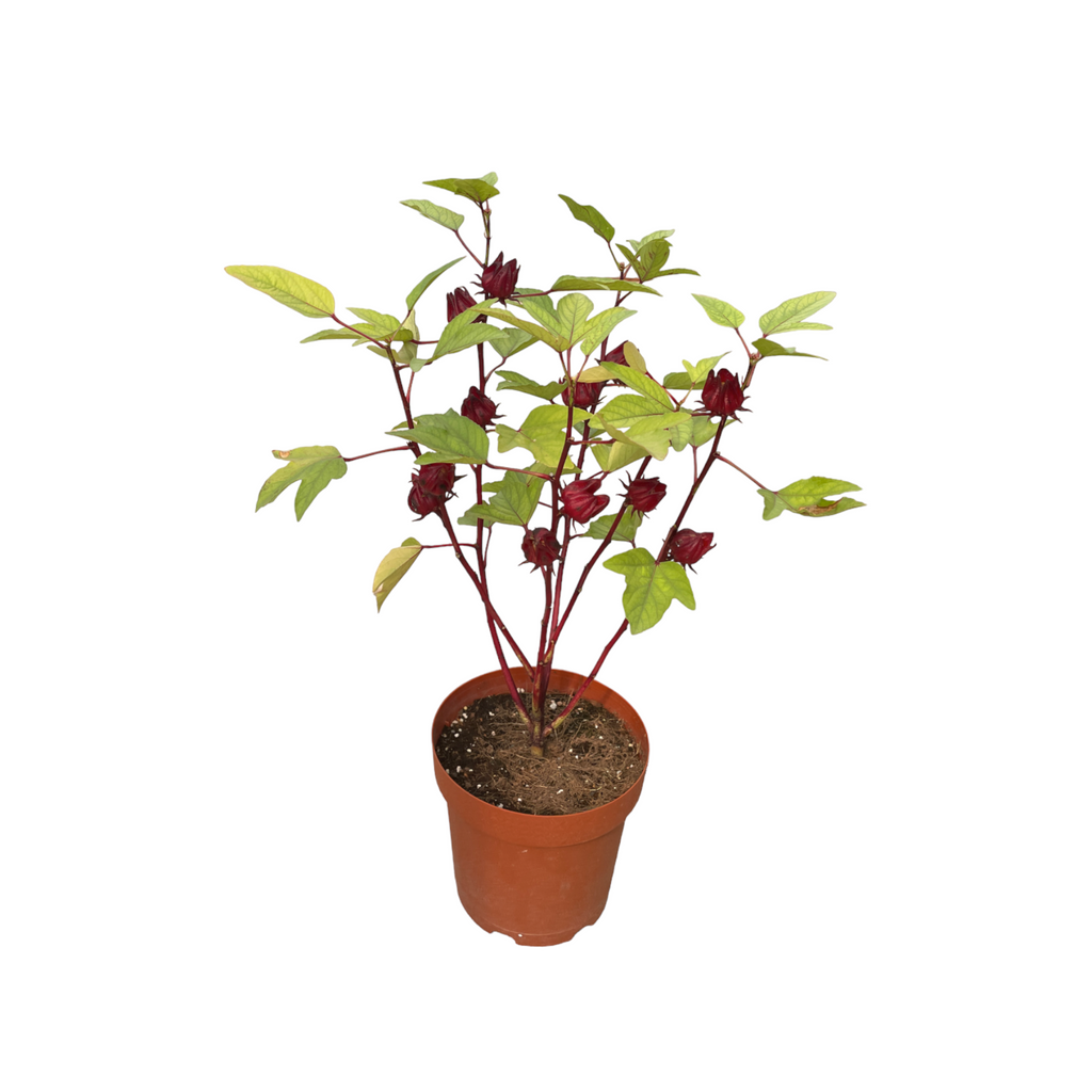 Hibiscus sabdariffa Linn, Roselle 洛神花 (0.65m)