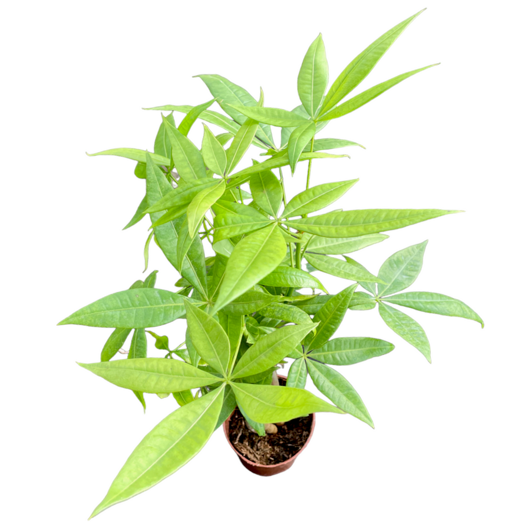 Mini Pachira aquatica, Mini Money Tree (0.40m)