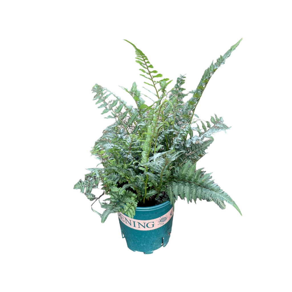 Athyrium niponicum, Japanese painted fern (0.4m)