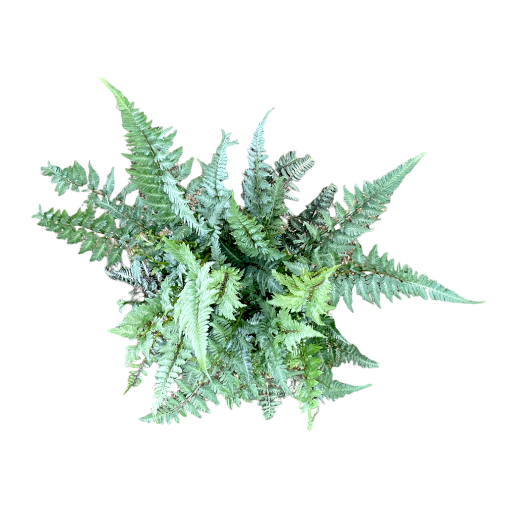 Athyrium niponicum, Japanese painted fern (0.4m)