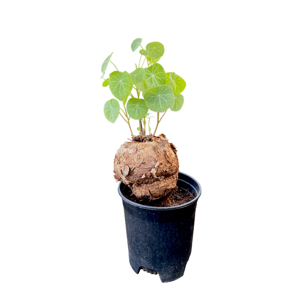 Stephania cepharantha 山乌龟 (0.25m)