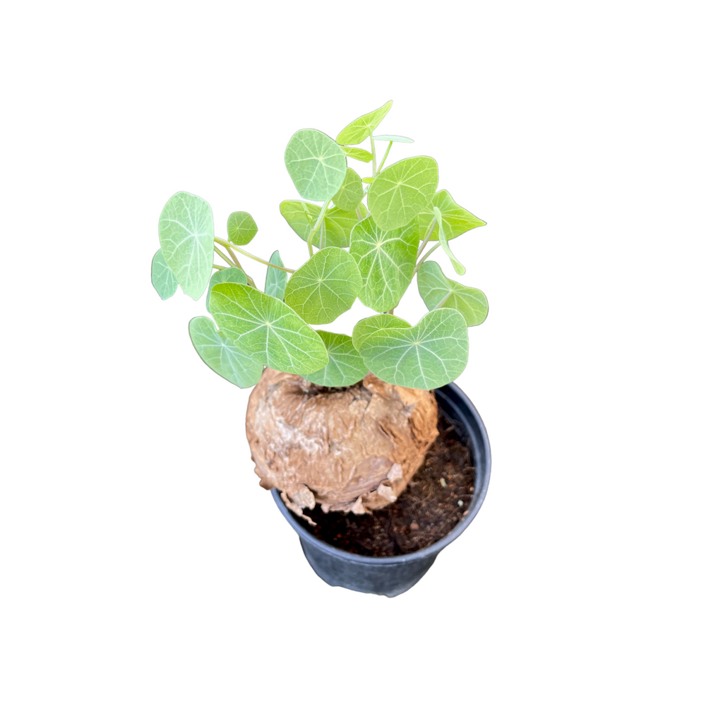 Stephania cepharantha 山乌龟 (0.25m)